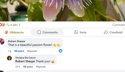 Sardinian Peacock and Passion Flower – Photography – Sunlight Press – Viviana De Cecco.